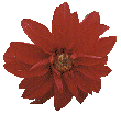 red flower